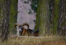 Der Wildpark hatte in der vergangenen Woche vorsorglich geschlossen.