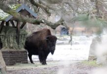 Der Tierpark Berlin ist nach dem Ausbruch der Maul- und Klauenseuche in Brandenburg weiter für Besucher geschlossen. (Archivfoto)