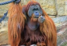 Der Sumatra-Orang-Utan Mano hatte mit 47 Jahren bereits ein stattliches Alter erreicht. (Handout)