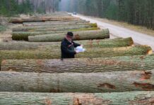 Bei der Wertholzversteigerung werden die edelsten Laubhölzer aus dem Landeswald versteigert.