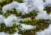 In Berlin und Brandenburg rechnet der Deutsche Wetterdienst mit leichtem Schneefall. (Symbolbild)