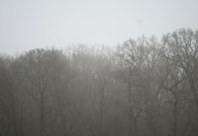 Berlin und Brandenburg starten mit grauem und nebeligem Wetter in das Wochenende. (Archivbild)