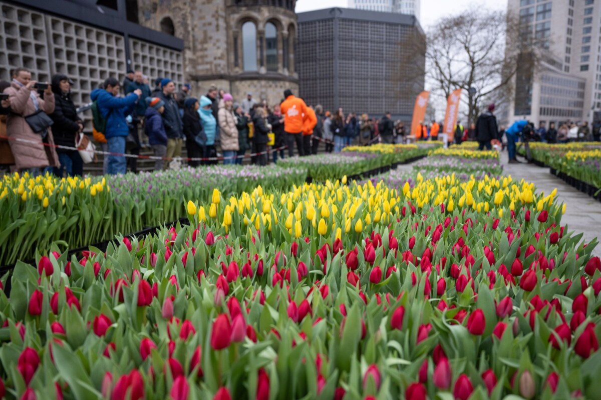 Viele Besucher des Tulpengartens hielten die Farbenpracht auf Fotos fest. 