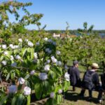 Es geht wieder los: Das Baumblütenfest in Werder an der Havel hat begonnen - zunächst in Höfen und Gärten. Der Rummel mit Fahrgeschäften startet dann ab 30. April. 
