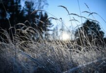 In Brandenburg sollen die Temperaturen in Bodennähe auf bis zu -9 Grad fallen. (Archivbild)