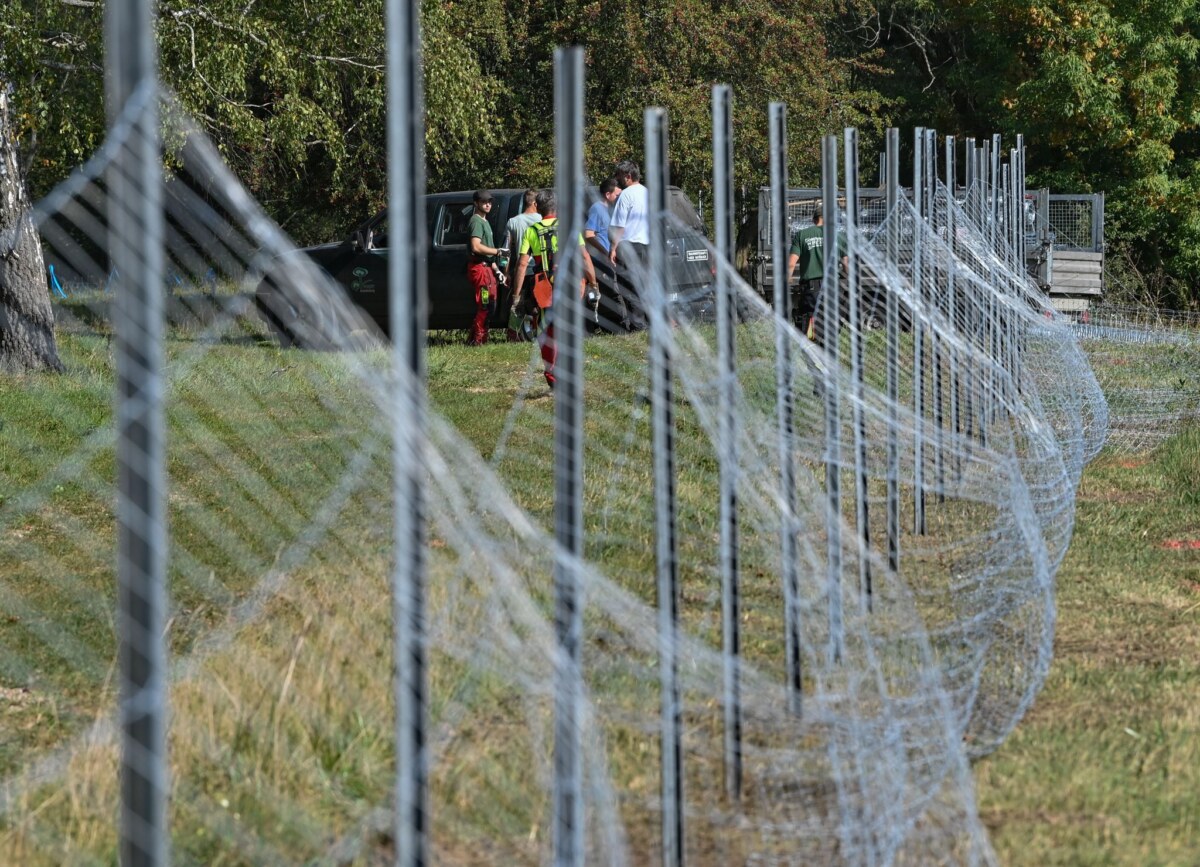 Schweinepest-Sperrzonen in Brandenburg werden verkleinert In Brandenburg werden Restriktionen wieder gelockert. (Archivbild)