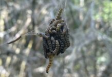 An einem Tag kann eine Raupe einen meterlangen Faden spinnen. (Archivbild)