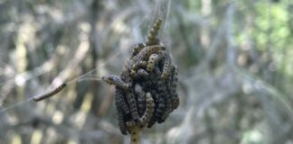 An einem Tag kann eine Raupe einen meterlangen Faden spinnen. (Archivbild)