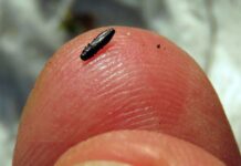 Der Glänzendschwarze Furchenstirn-Prachtkäfer ist nur etwa drei Millimeter groß. 