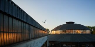 Nicht nur einige Sommervögel, auch der Maikäfer fliegt schon durch Berlin. (Archivbild)