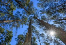 Trockene Wälder  in Brandenburg - die Waldbrandgefahr ist im ganzen Bundesland hoch. (Archivbild)