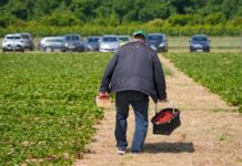 Viele Erdbeerhöfe informieren tagesaktuell über die Öffnungszeiten. 