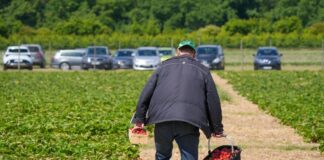 Viele Erdbeerhöfe informieren tagesaktuell über die Öffnungszeiten. 