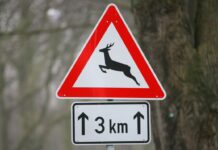 Mehrere Wildtiere überquerten bei Heiligengrabe die Straße. (Symbolbild)