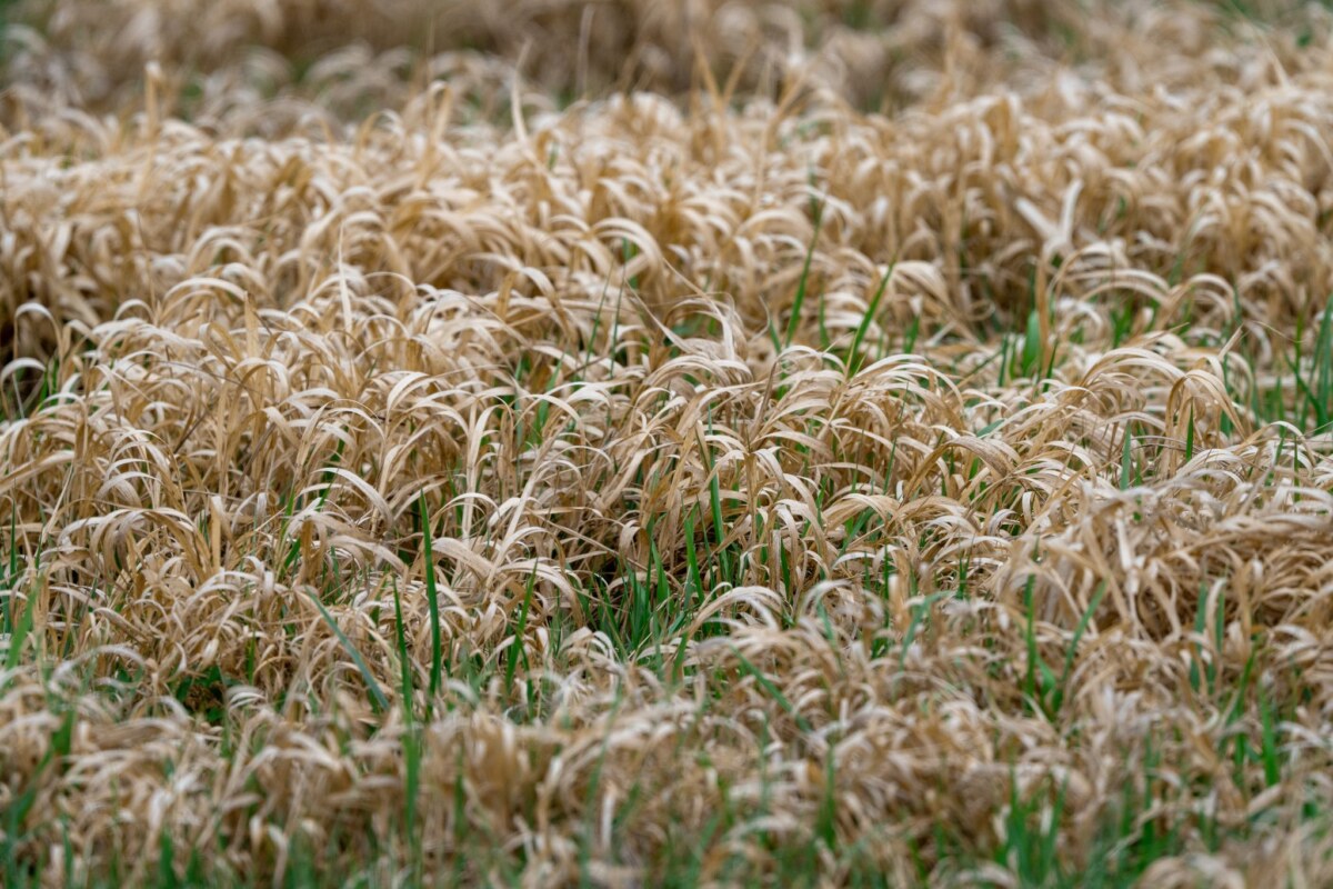 Trockenheit in Brandenburg Das nun zu Ende gehende Frühjahr war in Deutschland eines der trockensten seit Beginn der Aufzeichnungen. (Symbolbild)