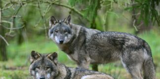 Mit vermehrten Abschüssen will Brandenburg die Wolfspopulation verringern und den Schutz von Nutz- und Weidetieren erhöhen. (Symbolbild)