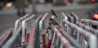 Wegen des Besuchs eines hochrangigen Staatsgastes kündigte die Polizei umfangreiche Sicherheitsmaßnahmen und Absperrungen an. 