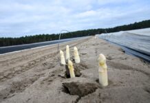 Wie entwickelt sich die Spargelernte in den restlichen vier Wochen? Die Saison für das heimische Gemüse dauert noch bis 24. Juni. (Archivbild)