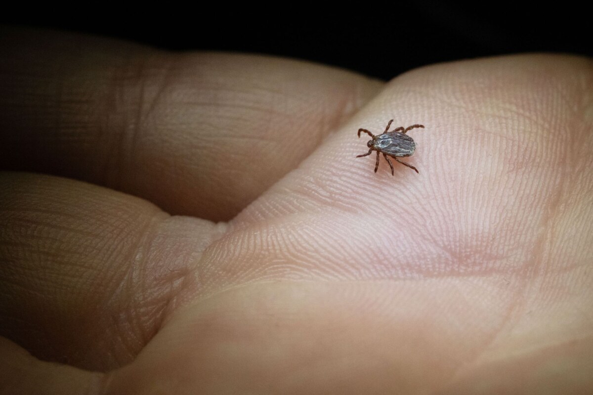 Buntzecke (Dermacentor reticulatus) krabbelt über eine Hand Die Buntzecke lebt unter anderem auf Wiesen oder Grünstreifen (Archivbild).