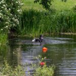 Nach einem Raubmord in Berlin-Reinickendorf sucht die Polizei mit Tauchern einen Teich ab.