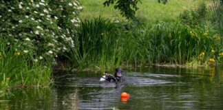 Nach einem Raubmord in Berlin-Reinickendorf sucht die Polizei mit Tauchern einen Teich ab.