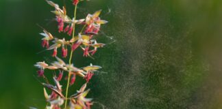 Für Beschwerden sorgen Gräser von Futterwiesen, aber auch Getreidesorten wie Mais und Roggen (Archivbild).