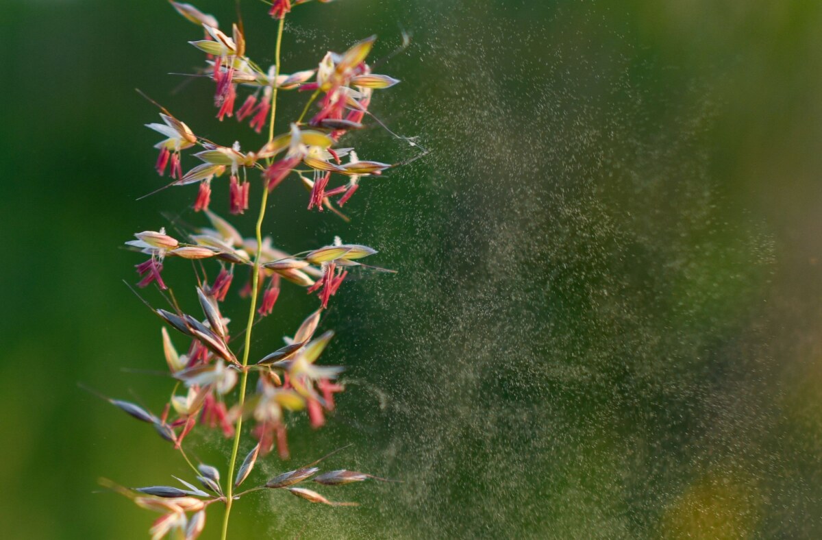 Gräserpollen Für Beschwerden sorgen Gräser von Futterwiesen, aber auch Getreidesorten wie Mais und Roggen (Archivbild).