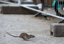 Der Berliner Bezirk Neukölln will die Rattenplage auf dem Hermannplatz stärker bekämpfen. 