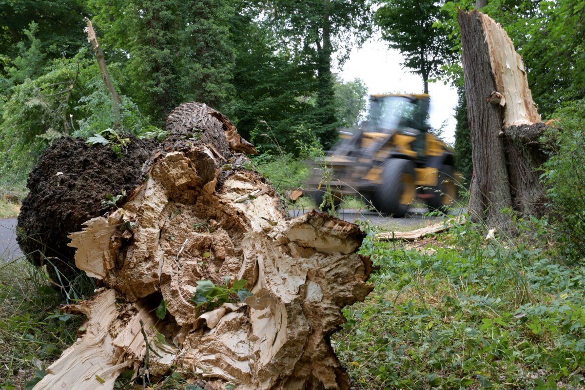 Sturmschäden nach Umwetter Eine Frau ist am Donnerstag von einer Baumkrone getroffen worden. (Symbolbild)