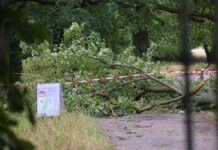 Im Neuen Garten fiel eine Baumkrone auf zwei Menschen und verletzte eine Frau lebensbedrohlich. 
