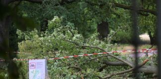 Im Neuen Garten fiel eine Baumkrone auf zwei Menschen und verletzte eine Frau lebensbedrohlich. 