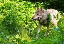 Im Streit um den Umgang mit dem Wolf ist in Brandenburg kein schnelles Ende in Sicht. (Archivbild) 