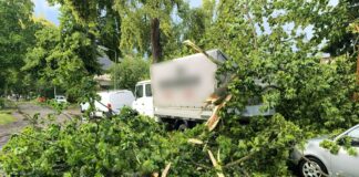 Ein Baum ist im Berliner Stadtteil Heiligensee durch schwere Böen auf Autos und einen Transporter gefallen.