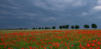 Nach einem freundlichen Dienstag erwartet der Deutsche Wetterdienst (DWD) Gewitter am Mittwoch.