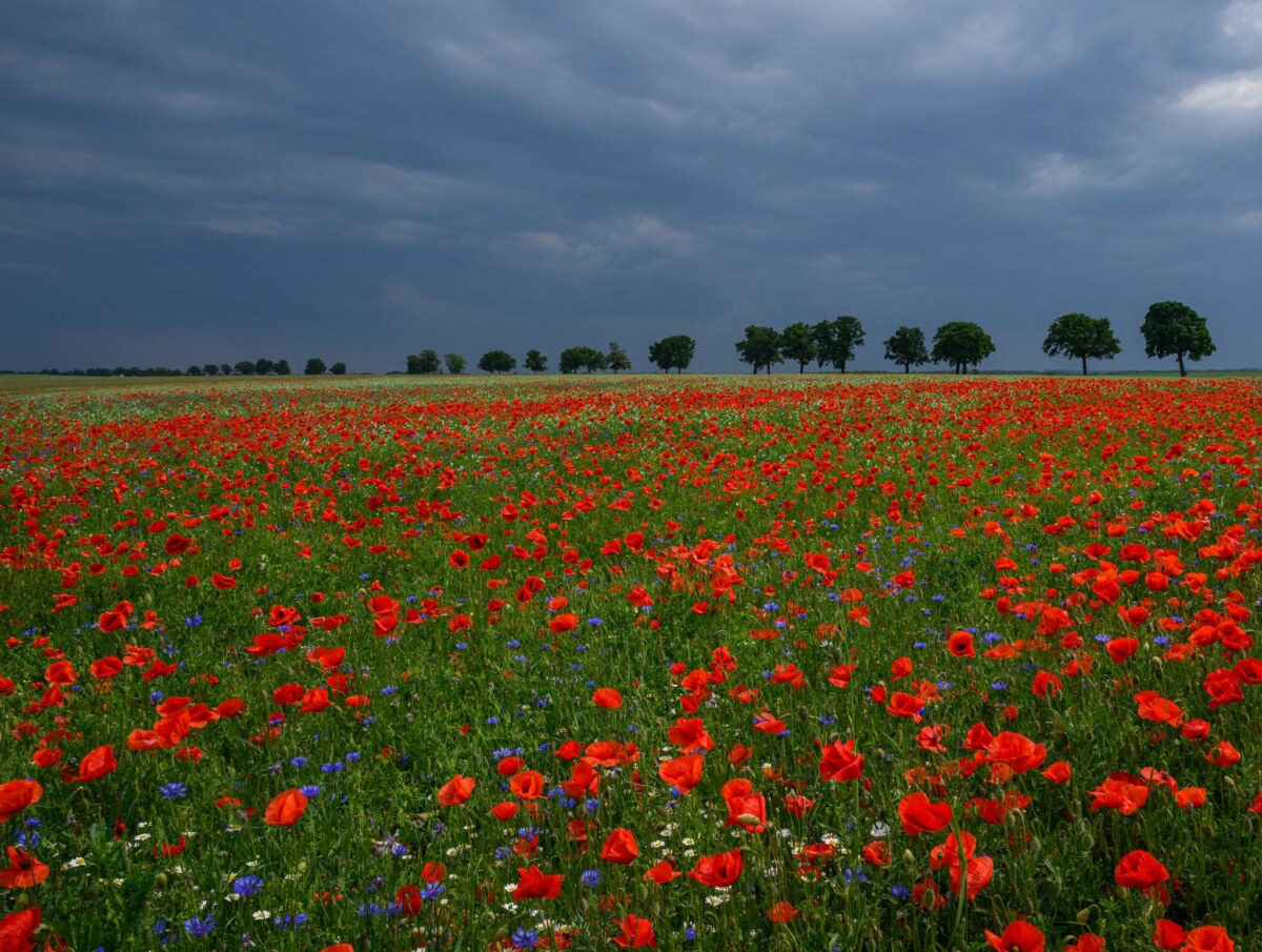 Mohnblumen vor dunklen Regenwolken Nach einem freundlichen Dienstag erwartet der Deutsche Wetterdienst (DWD) Gewitter am Mittwoch.