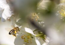 Ausgewachsene Bienen können nicht erkranken, aber die Krankheit verbreiten, wodurch es zum Massensterben von Bienenvölkern kommen kann (Symbolbild).