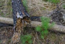 Die Waldbrandgefahr liegt in Brandenburg aktuell auf Stufe 1 oder 2. (Archivfoto)
