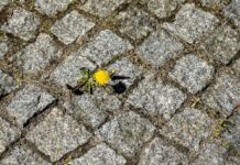 Selbst in Großständen wie Berlin nisten bestimmte Insektenarten zwischen den Fugen (Archivbild).