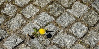 Selbst in Großständen wie Berlin nisten bestimmte Insektenarten zwischen den Fugen (Archivbild).