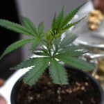 Ob frisch oder getrocknet: Cannabis stand im Mittelpunkt der Messe Mary Jane. (Archivbild)