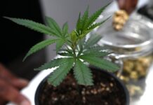Ob frisch oder getrocknet: Cannabis stand im Mittelpunkt der Messe Mary Jane. (Archivbild)