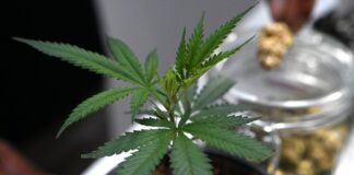 Ob frisch oder getrocknet: Cannabis stand im Mittelpunkt der Messe Mary Jane. (Archivbild)