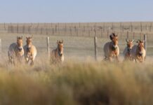 Przewalski-Pferde werden in die Wildnis entlassen. 