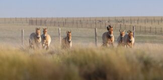 Przewalski-Pferde werden in die Wildnis entlassen. 