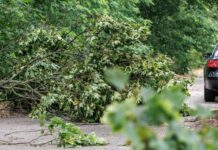 Nach dem Sturm vom Montagabend ist es in Berliner Wäldern nicht sicher. 
