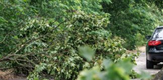 Nach dem Sturm vom Montagabend ist es in Berliner Wäldern nicht sicher. 