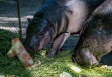 Im natürlichen Lebensraum verlassen Zwergflusspferde ihre Mutter mit zehn, elf Monaten. 