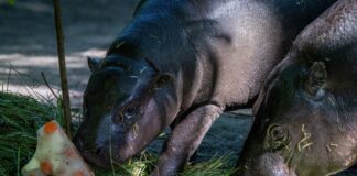 Im natürlichen Lebensraum verlassen Zwergflusspferde ihre Mutter mit zehn, elf Monaten. 