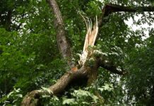 Der Tegeler Forst ist nach dem Unwetter vom Donnerstag vorerst gesperrt (Archivbild). 