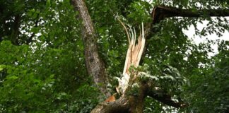 Der Tegeler Forst ist nach dem Unwetter vom Donnerstag vorerst gesperrt (Archivbild). 